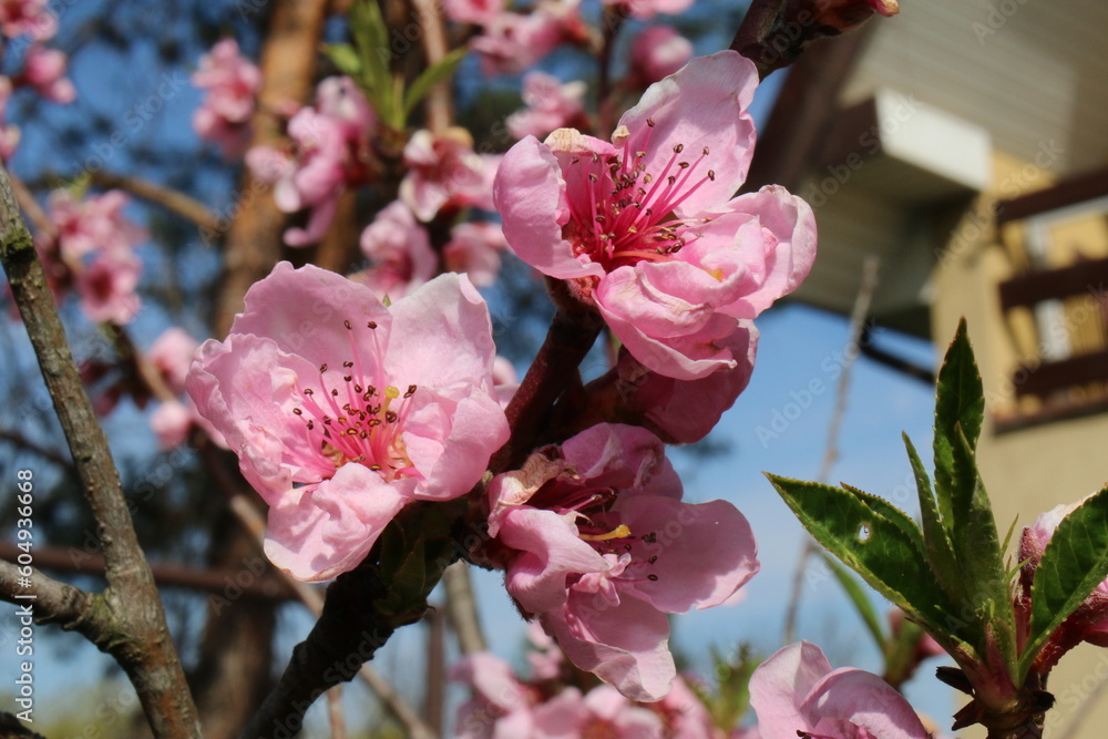 drzewo jabłoń kwiat różowy - obrazy, fototapety, plakaty 