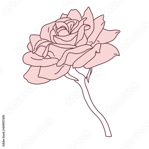 Rose flower in bloom with stem line filled pink color illustration. Hand drawn realistic detailed vector illustration. Black and white clipart.