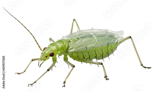 Close up of an aphid insect isolated on white background as transparent PNG, generative AI animal photo