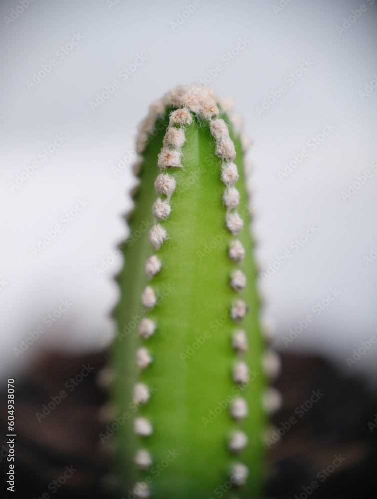 Naklejka premium Selective focus close up photo of natural green cactus houseplant.