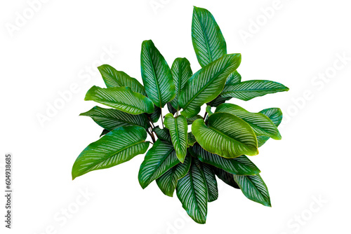 Calathea ornata (Pin-stripe Calathea) Tropical foliage plant popular indoor houseplant isolated. PNG transparency