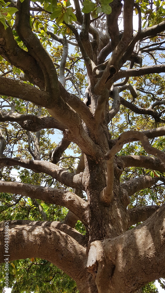 Fototapeta premium Jardins du Peyrou - Montpellier