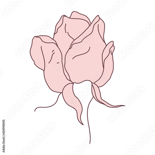 Rose flower bud line filled pink color illustration. Hand drawn realistic detailed vector illustration clipart.