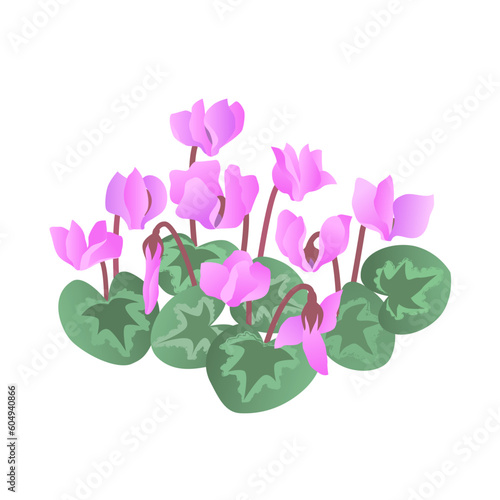 Tableau sur toile Blooming cyclamen with flowers and leaves
