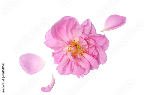 Rosa damascena. Damask rose. Oil-bearing rose. Bulgarian rose oil.	