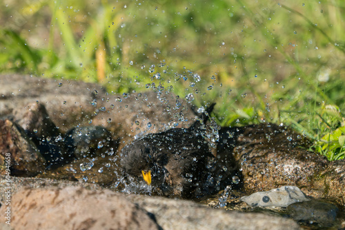 Close up front view of european blackbird female bathing in a natural looking birdbath with water spray and droplets in the air