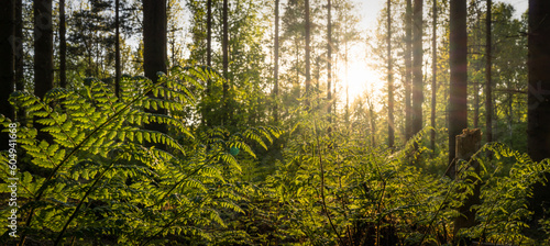 Close up of fresh backlit fern in pinetree forest with the sun in the background photo