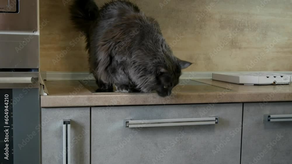 A lazy Maine Coon cat does not want to eat, food is brought under his