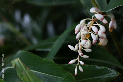 沖縄県宮古島　月桃の花