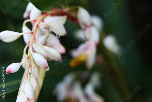 沖縄県宮古島　月桃の花