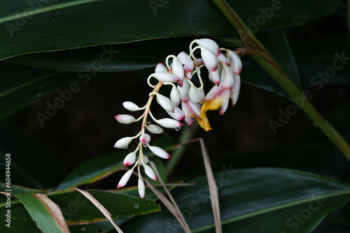 沖縄県宮古島　月桃の花