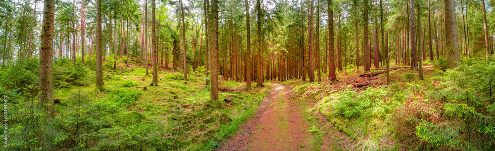 Panoramic over magical enchanted fairytale forest at Kleinhennersdorfer Stein sandstone rocks and ancient hiking trail in the national park Saxon Switzerland, Bad Schandau, Germany. Panoramic over magical enchanted fairytale forest at Kleinhennersdorfer Stein sandstone rocks and ancient hiking trail in the national park Saxon Switzerland, Bad Schandau, Germany.