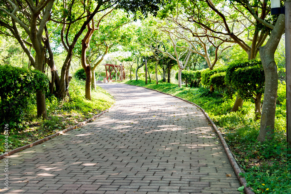 Trees and walkway in the park