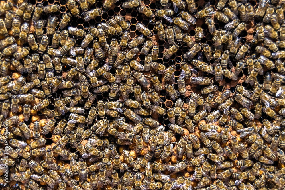 Abstract hexagon structure is honeycomb from bee hive filled Abstract hexagon structure is honeycomb from bee hive filled