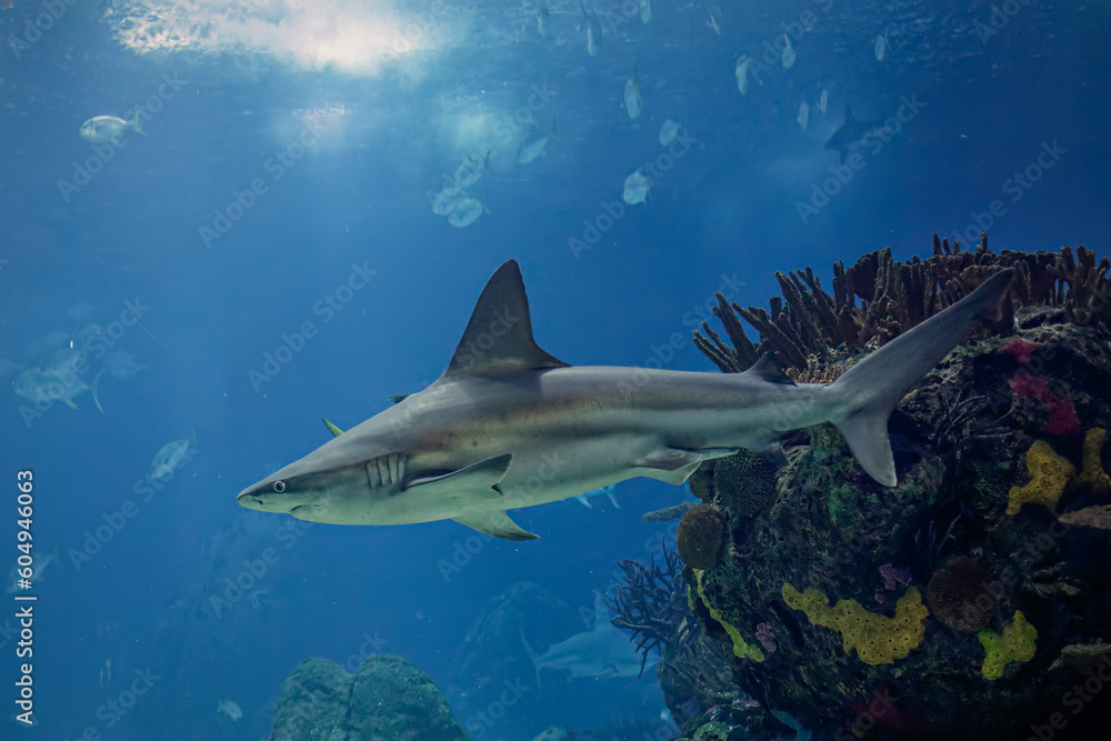 Obraz premium Aquarium shark closeup