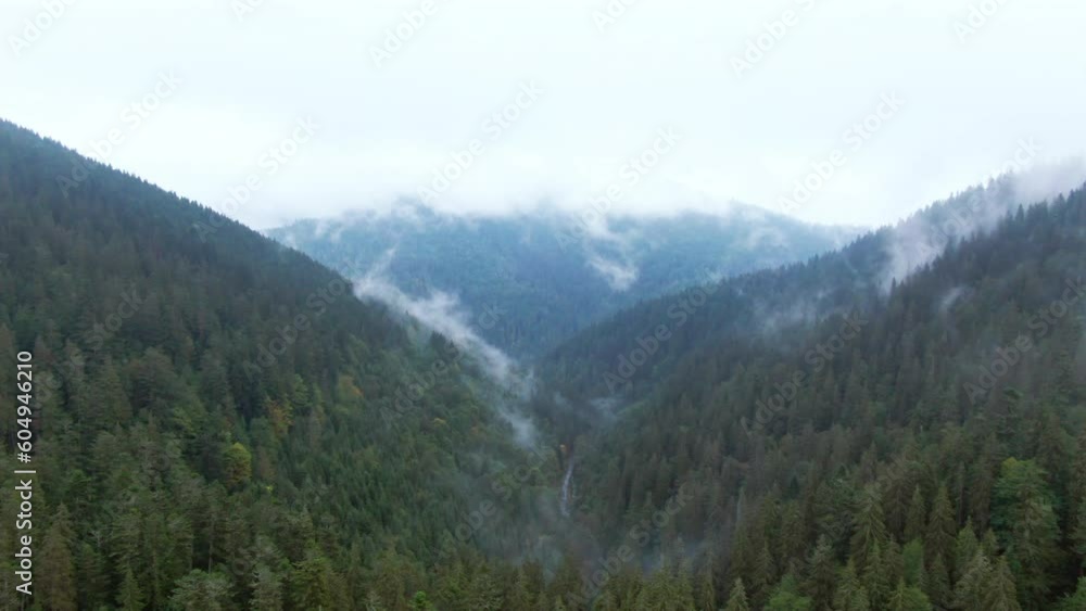 Green forest on mountain hills with white fog clouds on overcast morning. Wide shot aerial view picturesque Carpathian mountains in Ukraine Green forest on mountain hills with white fog clouds on overcast morning. Wide shot aerial view picturesque Carpathian mountains in Ukraine