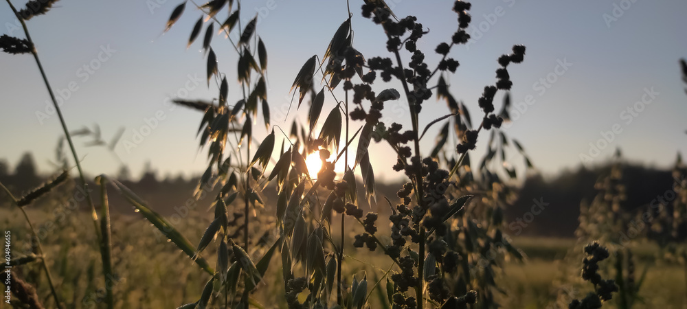 Fototapeta premium Golden sunrise in a golden field