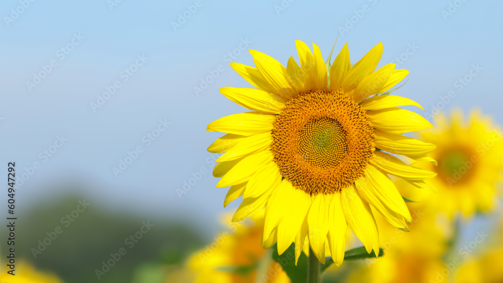 Summer background. Agriculture. Farming. Natural product. Yellow big flower. Sunflower flower on a sunflower field. Sunflowers blooming on clear sky background. Clear blue sky. Organic Farming. Summer background. Agriculture. Farming. Natural product. Yellow big flower. Sunflower flower on a sunflower field. Sunflowers blooming on clear sky background. Clear blue sky. Organic Farming.