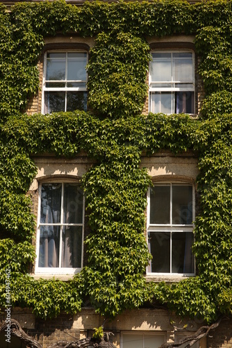 windows of an house with ivy