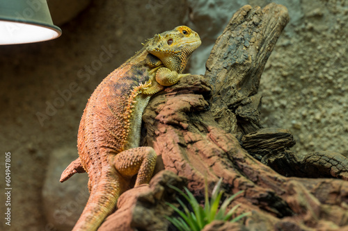 Pogona vitticeps lies on old dry trunk