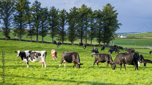 A herd of cows graze on a green meadow of a farmer's field in Ireland. Animals on free grazing, organic farm. Herd of cows grazing on a green meadow in the countryside. cow on field