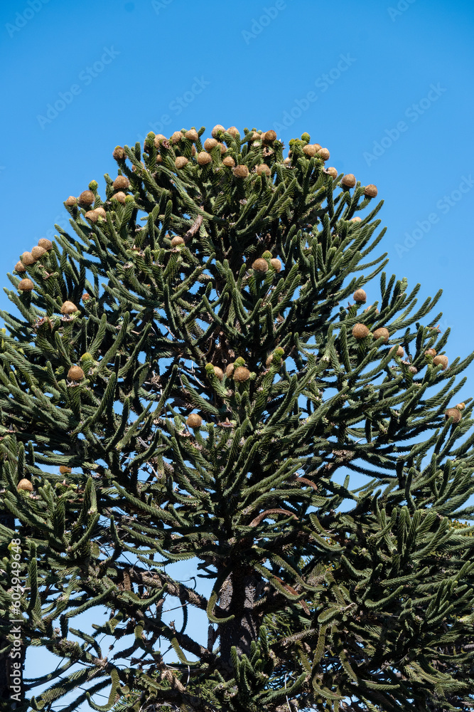 Many head of pine nuts, in araucaria. Upright photo. Many head of pine nuts, in araucaria. Upright photo.