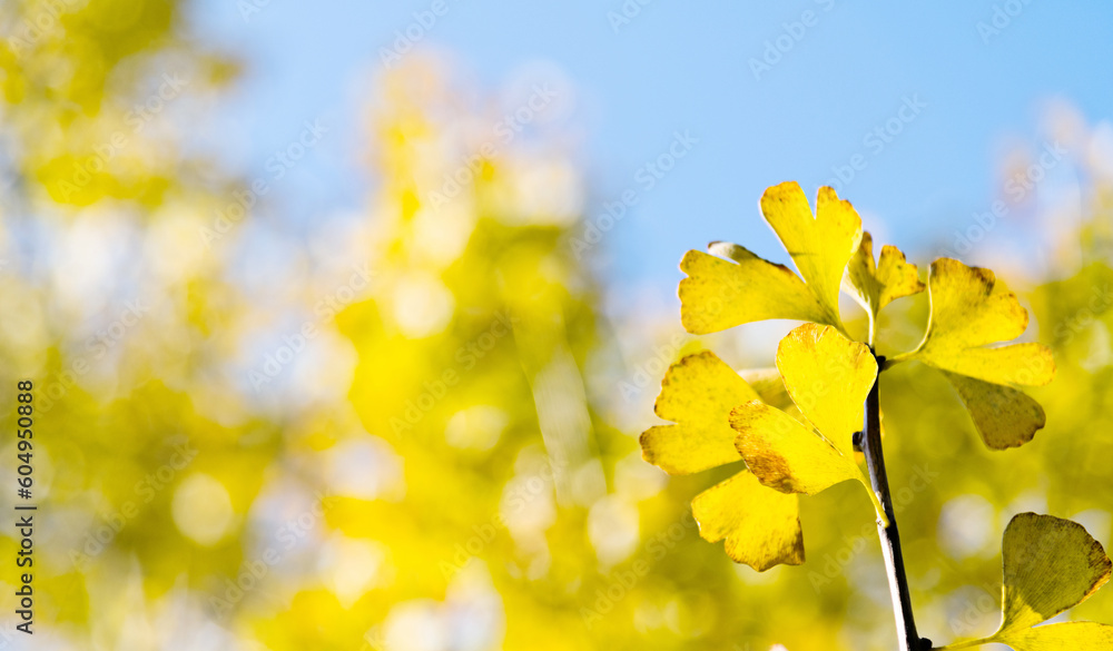 Close up of ginkgo leaves in the park Close up of ginkgo leaves in the park