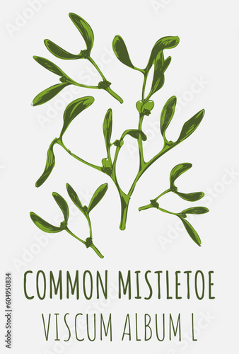 Vector drawings COMMON MISTLETOE. Hand drawn illustration. Latin name VISCUM ALBUM L. 
