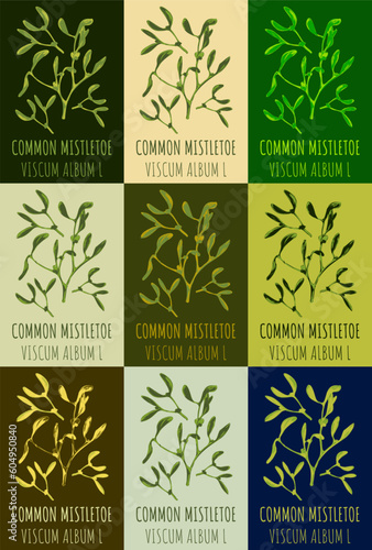 Set of vector drawing of COMMON MISTLETOE in various colors. Hand drawn illustration. Latin name VISCUM ALBUM L. 
