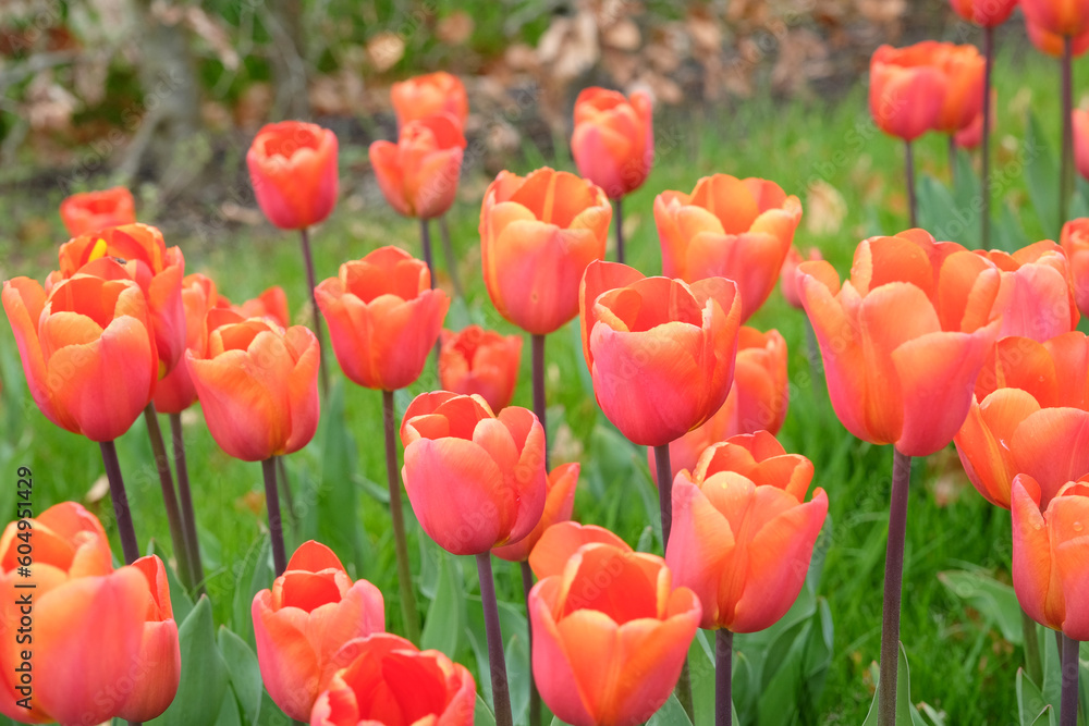 Triumph Tulip 'Annie SchilderÕ in flower. Triumph Tulip 'Annie SchilderÕ in flower.