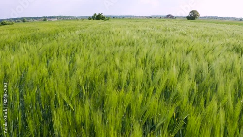 Green wheat field in the wind. Ears of wheat on the field blown by the wind. Strong wind over the meadow. Lush wheat spikelets waving in wind. Large crop of grain. Agricultural business. Cereal field