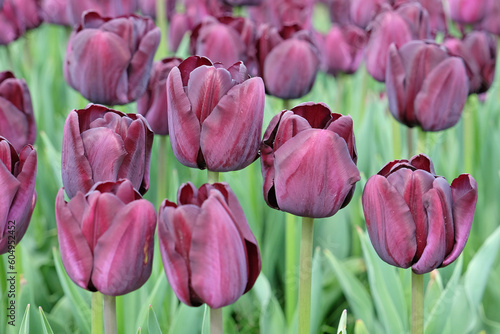 Tableau sur toile Triumph Tulip 'Paul Scherer' in flower.