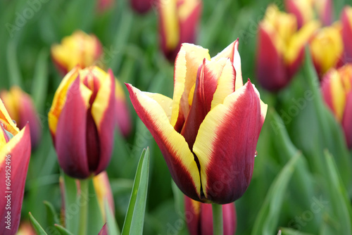Triumph Tulip 'Gavota'  in flower. photo