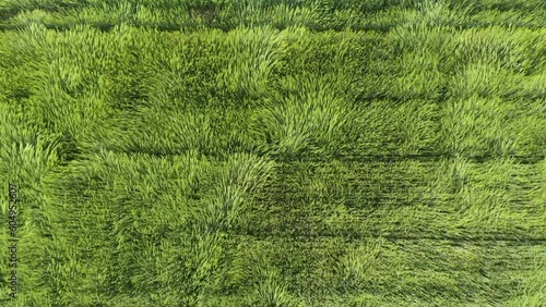 Top down drone fview over green wheat field waving in the wind. Green cereals field in the wind. Ears of wheat on the field blown by the wind. Strong wind over the meadow.  Agricultural business