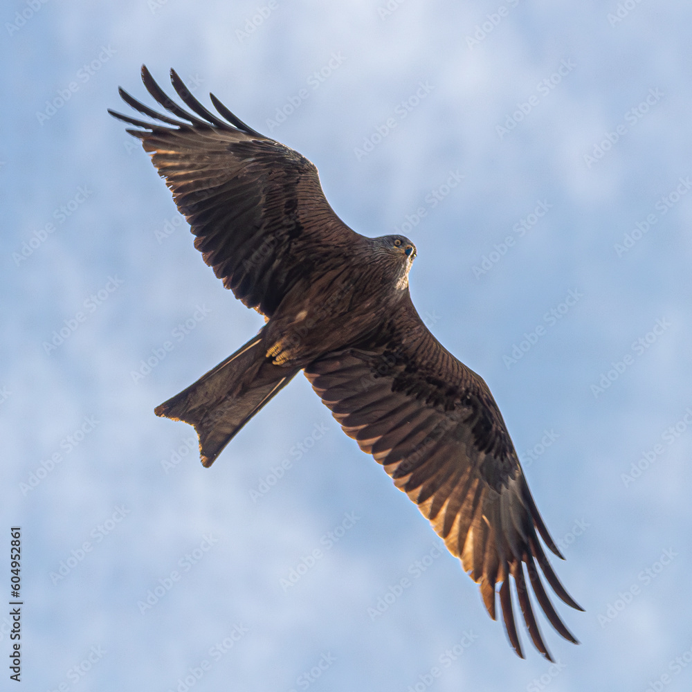 osprey in flight