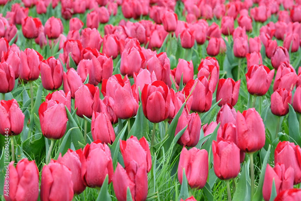 Triumph Tulip 'Pallada' in flower. Triumph Tulip 'Pallada' in flower.