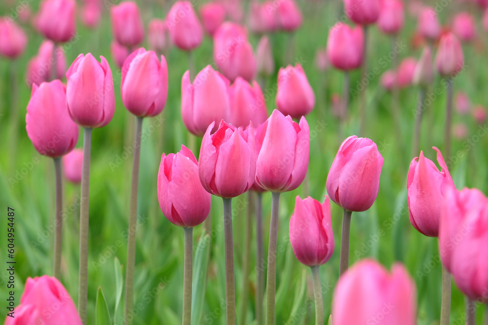 Triumph Tulip 'Don Quichotte' in flower.