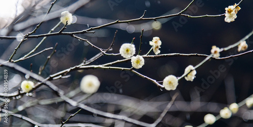 White wintersweet blossom on the tree photo