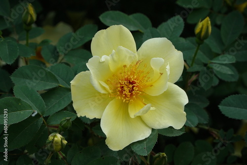 Yellow rose hips on a background of green leaves