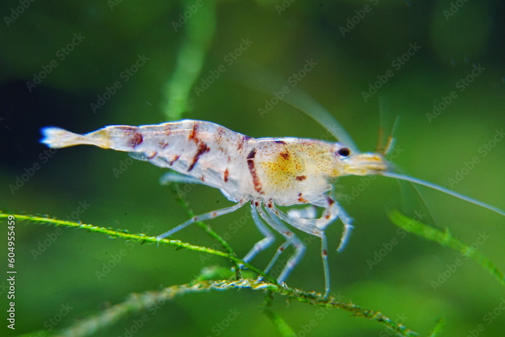 Tiger Shrimp Caridina cf. Cantonensis “Tiger”|虎纹虾 Tiger Shrimp Caridina cf. Cantonensis “Tiger”|虎纹虾