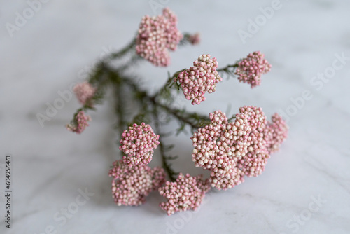 Ozothamnus on a white background photo