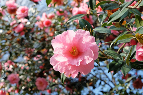 Pink Camellia japonica in flower