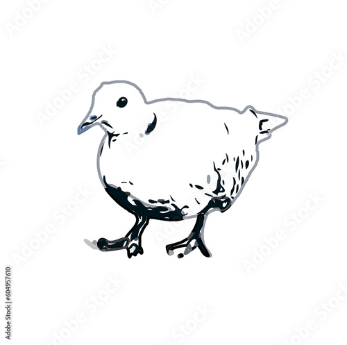 turtledove sketch with a transparent background