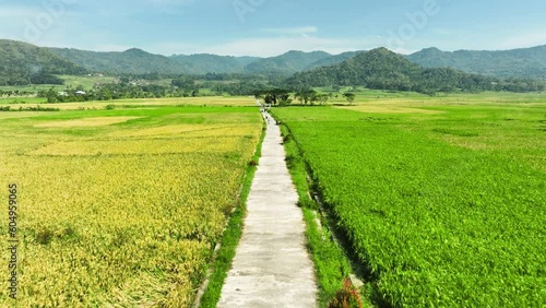 Aerial View of Rice Fields Ready to Harvest in Geblek Menoreh, Indonesia photo