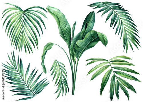 Tropical set Palm leaf. Exotic plants  palm leaves on isolated white background  Watercolor botanical illustration. 