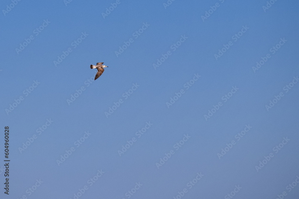 Seagulls flying with a background of deep blue sky