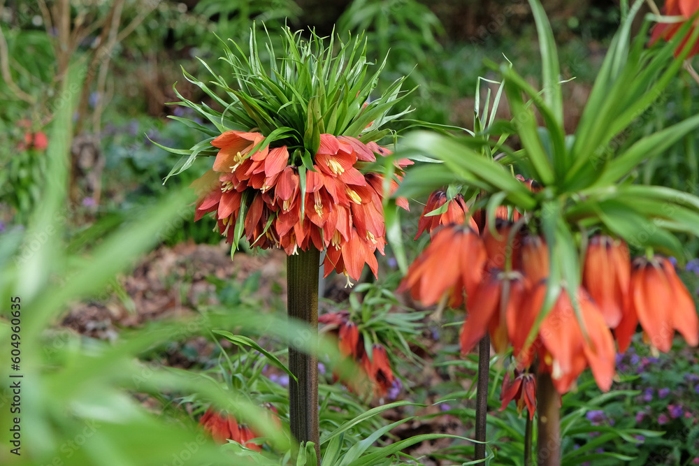 Crown Imperial 'Red Beauty' in flower in flower. Crown Imperial 'Red Beauty' in flower in flower.