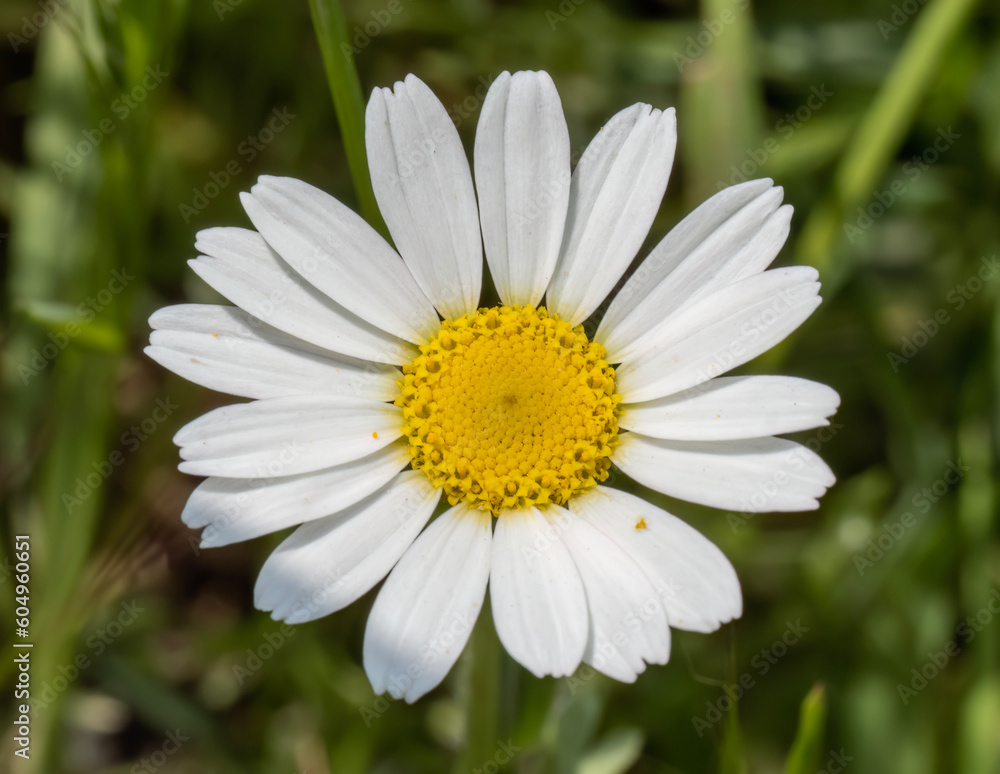 Close-up with daisy flower ( Leucanthemum vulgare ) on natural green background. Close-up with daisy flower ( Leucanthemum vulgare ) on natural green background.