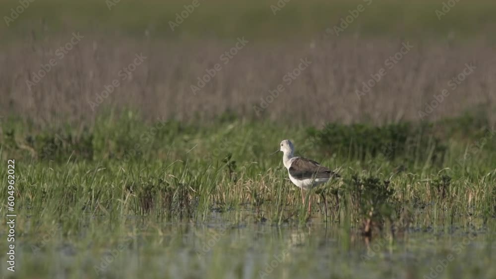 Black-winged stilt himantopus himantopus slow motion video Black-winged stilt himantopus himantopus slow motion video
