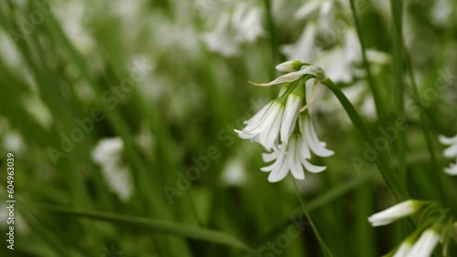 Delicate white wildflowers macro close up  photo